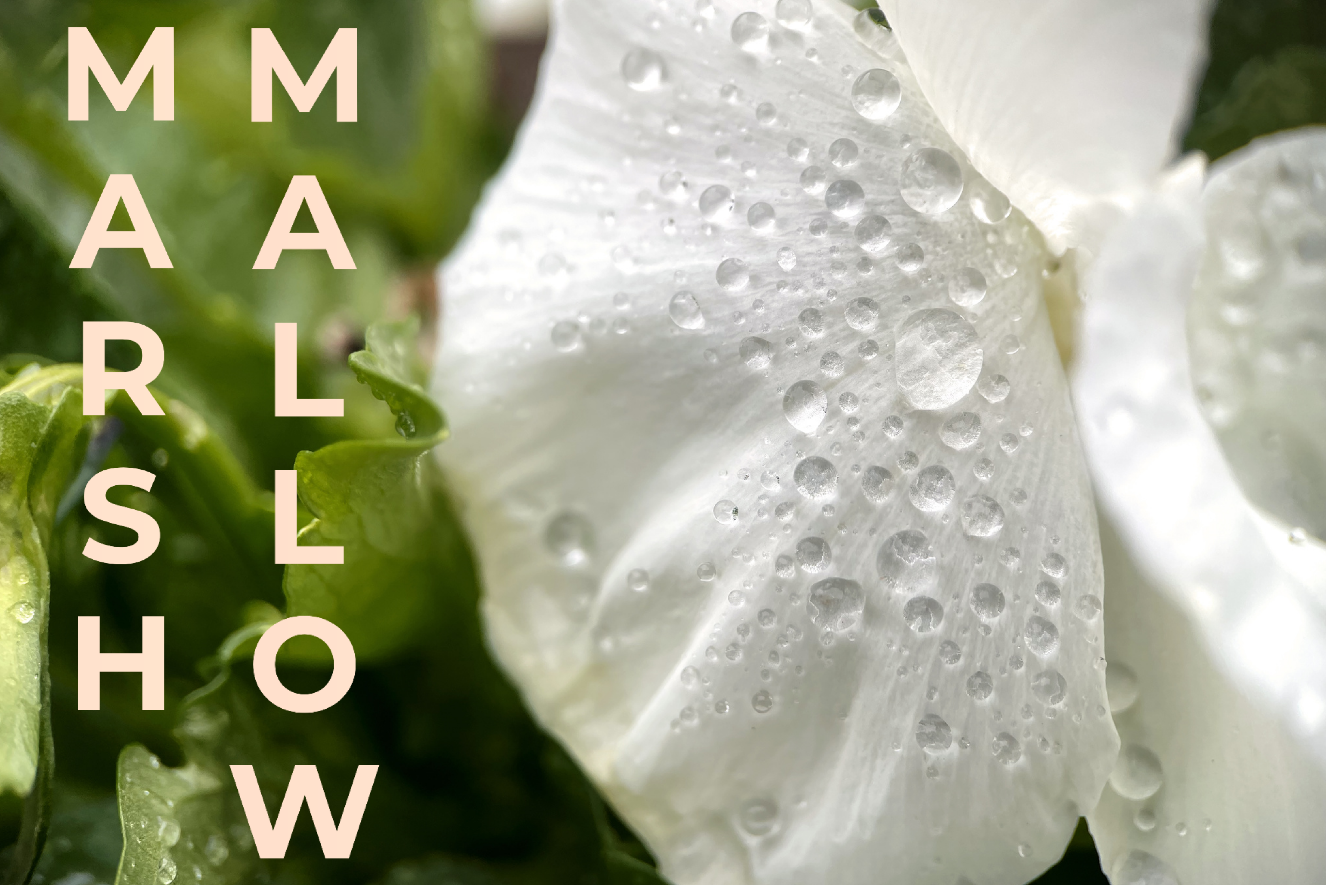 Marshmallow root extract soothes redness, reduces inflammation and helps retain moisture in the skin