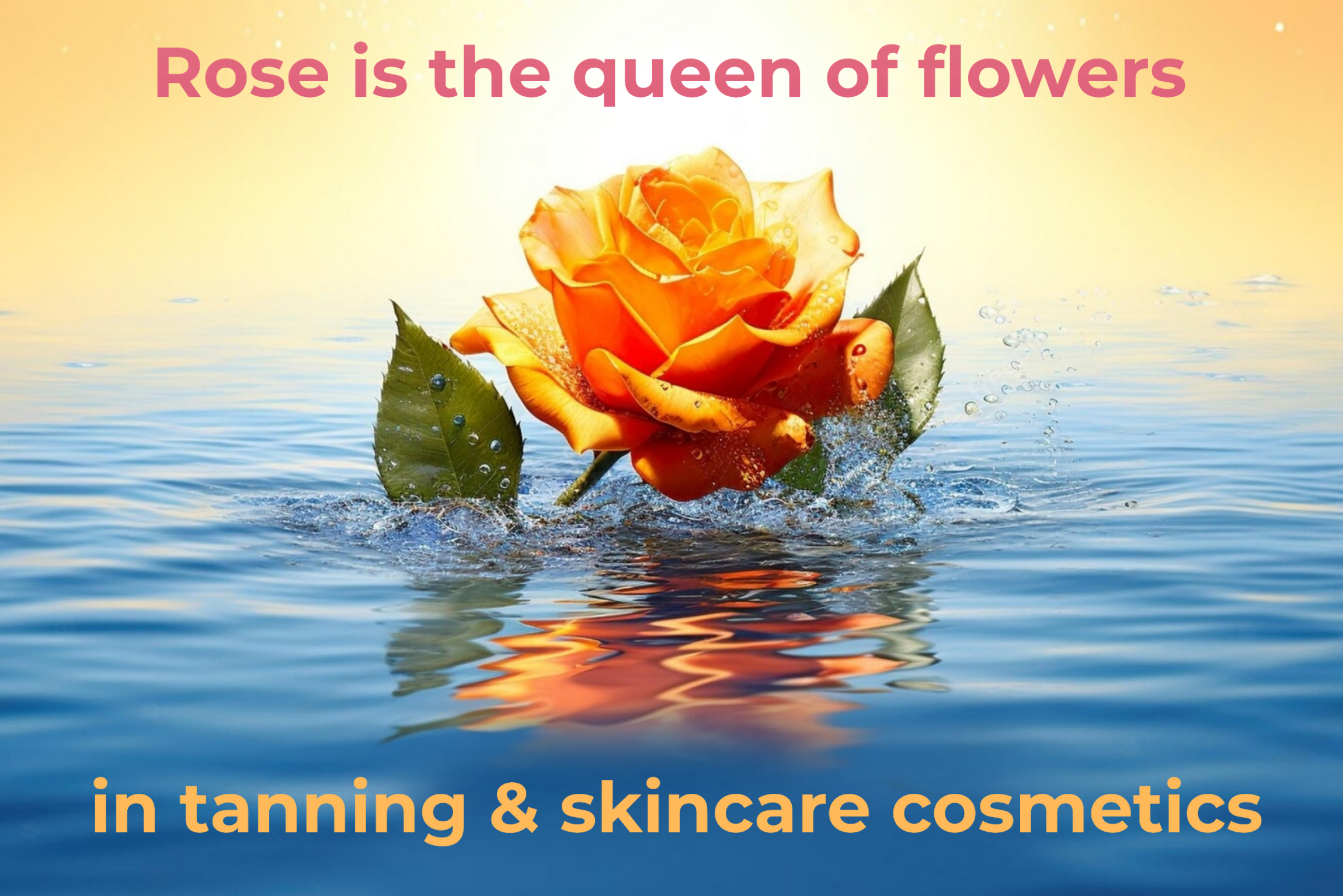 Rose extract is the queen of flowers and the best ingredient of indoor tanning cosmetics